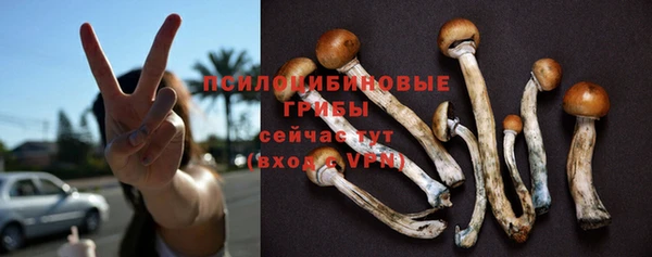 индика Богданович